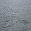 IMG_0858.JPG