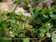 Przetacznik bluszczykowy (Veronica hederifolia)