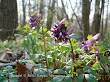 Kokorycz pełna (Corydalis solida)