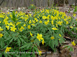 Zawilec żółty (Anemone ranunculoides)