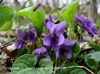 Fiołek wonny, pachnący (Viola odorata)