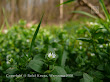 Gwiazdnica pospolita (Stellaria media)