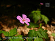 Bodziszek cuchnący (Geranium robertianum)
