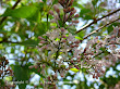 Lilak pospolity (Syringa vulgaris)