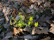 Złoć żółta (Gagea lutea)