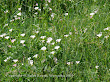 Powój polny (Convolvulus arvensis)