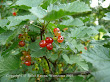 Porzeczka zwyczajna (Ribes vulgare)