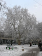 Platan klonolistny (Platanus acerifolia)
