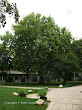 Platan klonolistny (Platanus acerifolia)