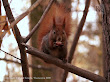 Wiewiórka pospolita (Sciurus vulgaris)