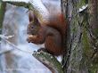 Wiewiórka pospolita (Sciurus vulgaris)