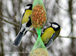 Bogatki (Parus major)