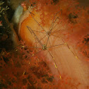 Spider Squat Lobster