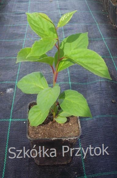 cytryniec%20chinski%20sadzonka_final.jpg