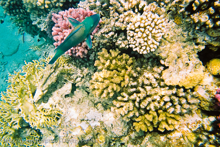 fishs%20red%20sea Египетские записки: Подводная одиссея гонзо туриста