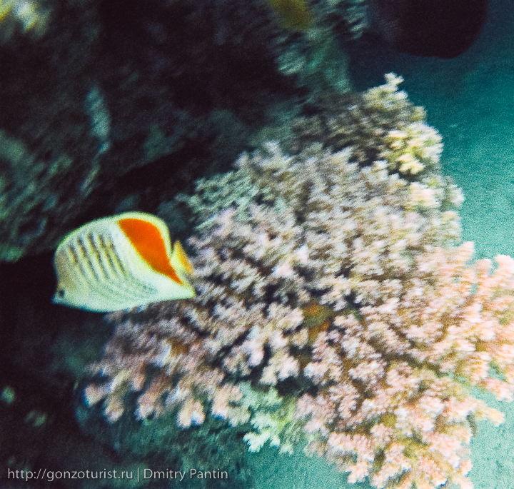 Египетские записки: Подводная одиссея гонзо туриста fishs%20red%20sea 30 Египетские записки: Подводная одиссея гонзо туриста