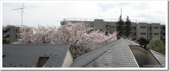 cherry blossom view cherry blossom view