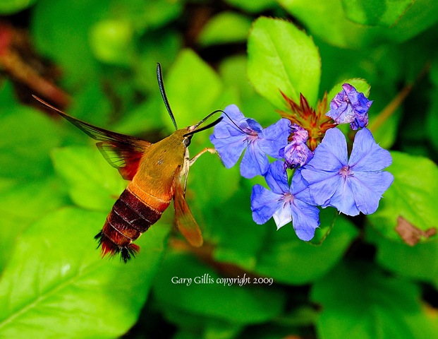 [GaryGillis_Hummingbird_Moth[3].jpg]