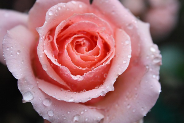 [DPP_00012315[4].jpg]