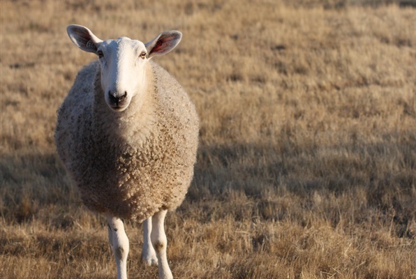 [DPP_00016160[4].jpg]