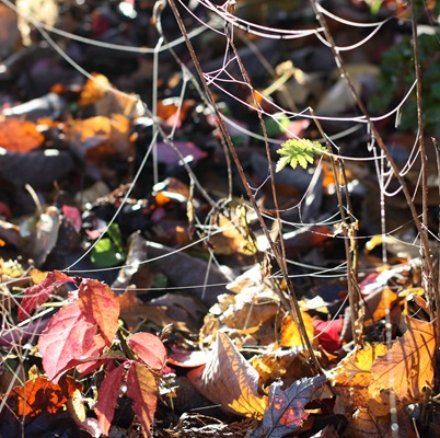 [DPP_00018053[2].jpg]