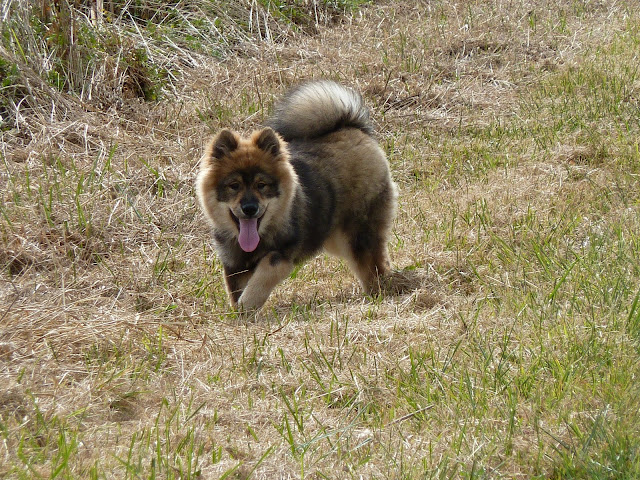 le plus beau chien du monde!!!! P1050250
