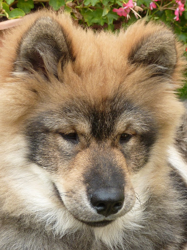 le plus beau chien du monde!!!! P1050583