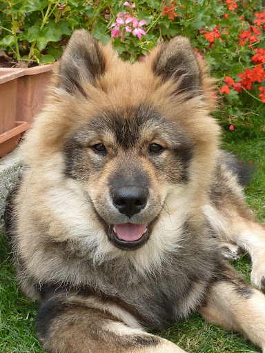 le plus beau chien du monde!!!! P1050577
