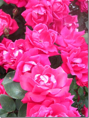 IMG_1915 IMG_1915