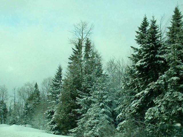 [snowytrees4[3].jpg]