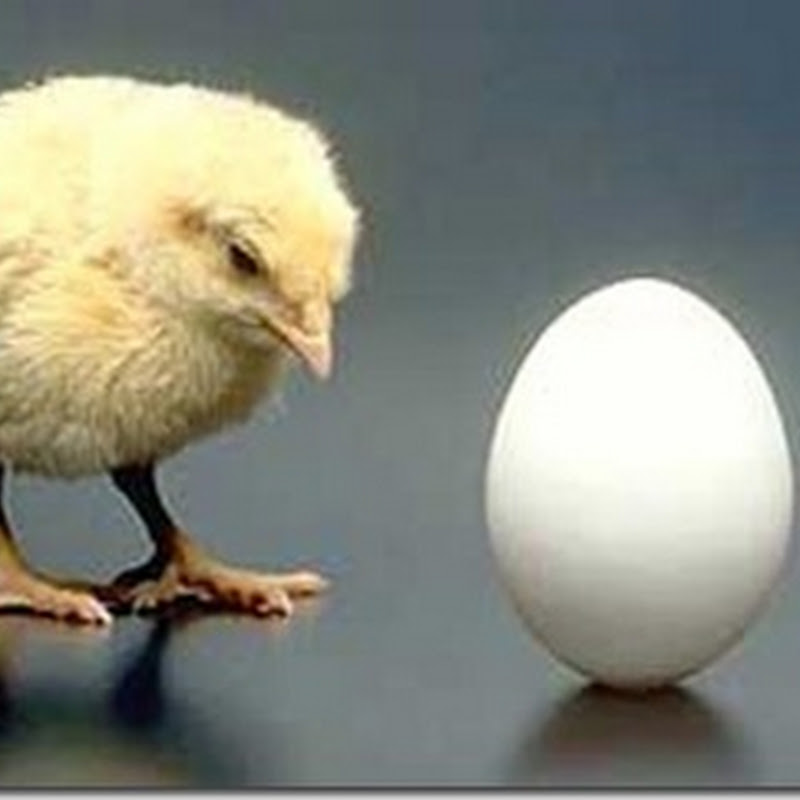 Huhn oder Ei? Die Wissenschaft löst eines der größten Rätsel der Menschheit