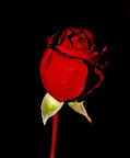 rose03.jpg