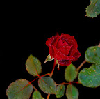 rose02.jpg