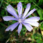 Chicory