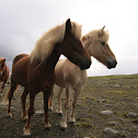 Faroe pony