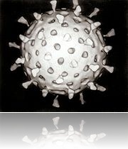 virus