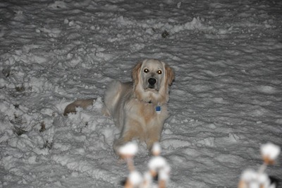 sebastian in the snow