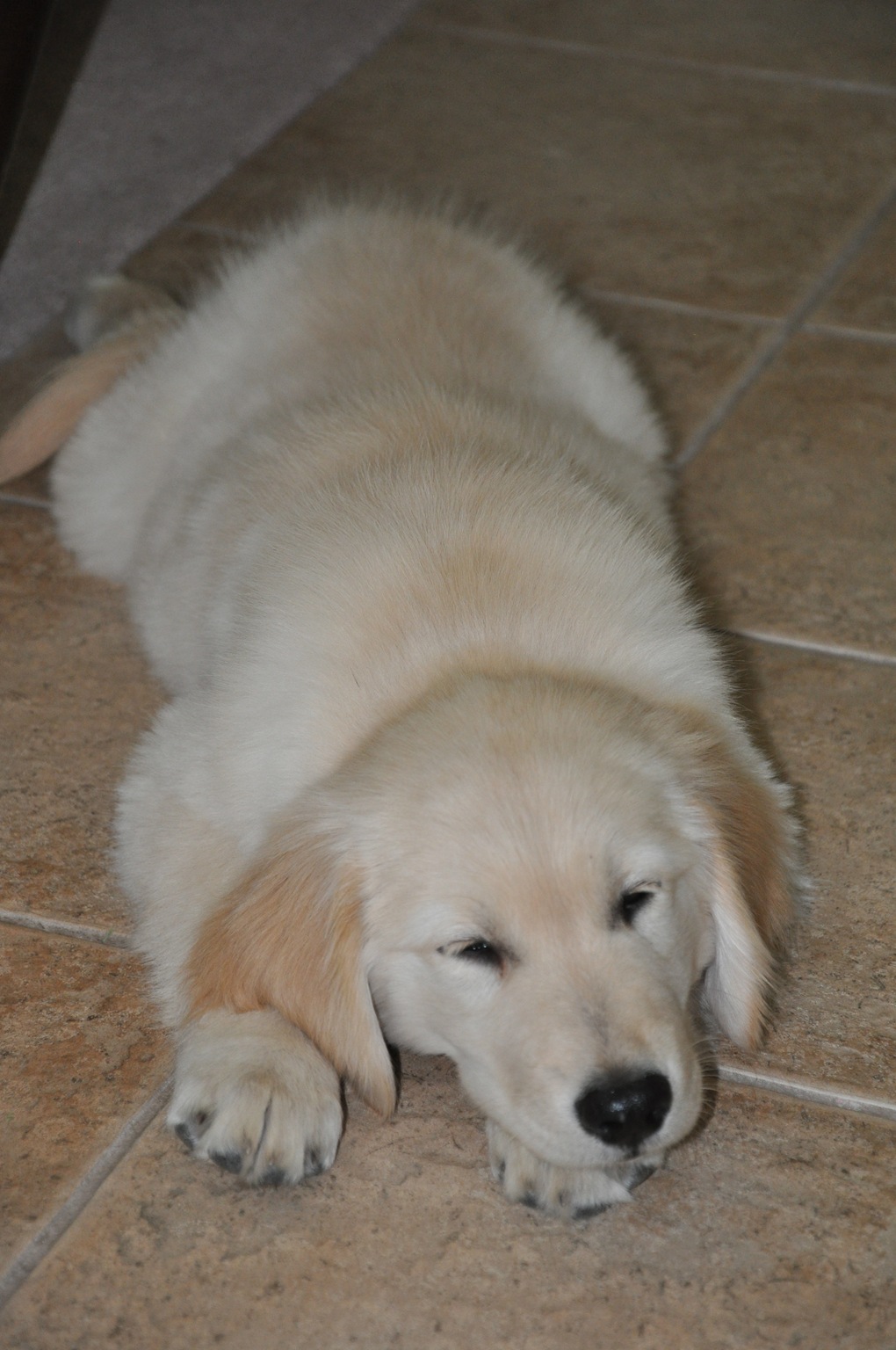 [New Puppy 026[5].jpg]