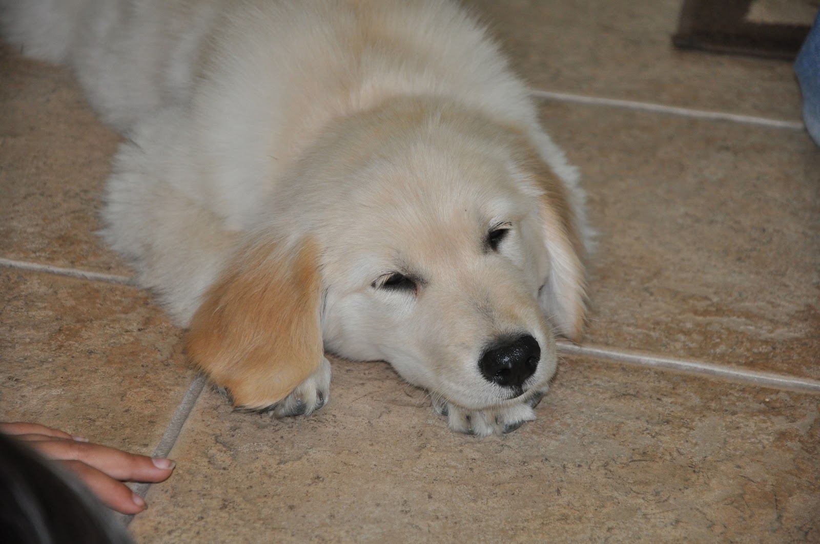 [New Puppy 029[5].jpg]