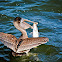 Juvenile Brown Pelican