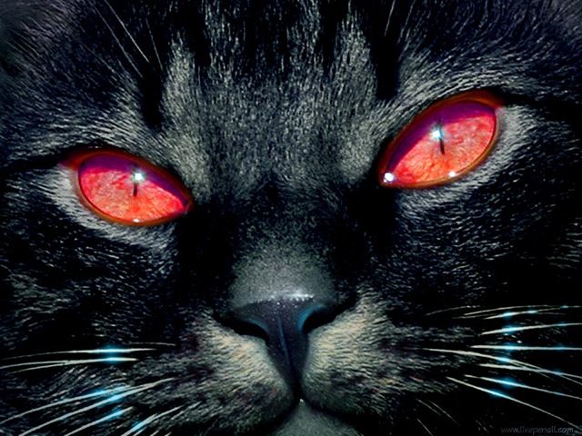 [Black_cat[7].jpg]