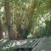 The Gecko Run - DSCF4736.JPG