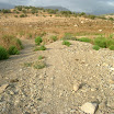 The Gecko Run - DSCF4756.JPG