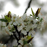 floraison printanniere