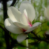 玉兰