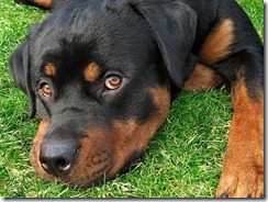 rotties