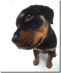 rottie1 rottie1
