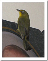 white eye1 white eye1