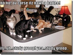 funny-pictures-your-cats-have-a-study-group