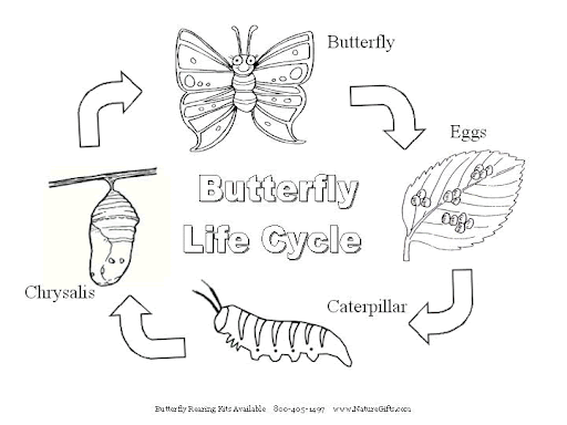 The Four Stages of a Butterfly's Life.